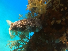 Cyclichthys spilostylus