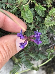 Oxytropis montana