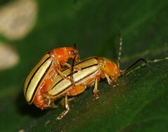 Disonycha quinquelineata