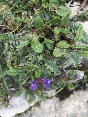 Oxytropis montana