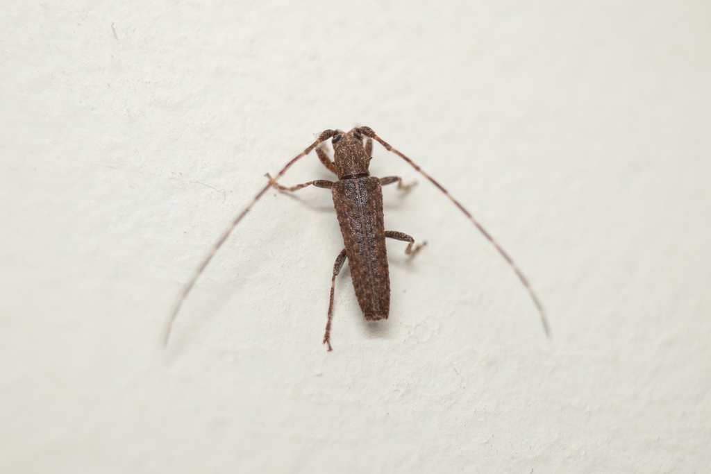 Neohebestola vitticollis