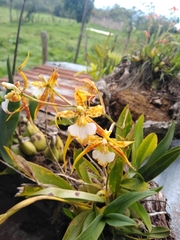 Rhynchostele cordata