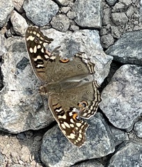 Junonia lemonias