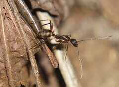 Camponotus coloratus