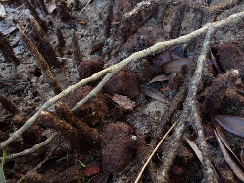 Gelidium caulacantheum observed 2022-07-27