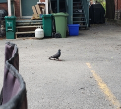 Columba livia domestica