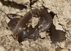 Enulius flavitorques
