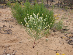 Pimelea trichostachya