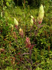 Castilleja pallida caudata