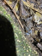 Pristimantis gaigei