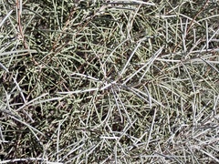 Hakea leucoptera leucoptera