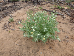 Rhodanthe tietkensii
