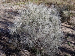 Hakea leucoptera leucoptera