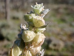 Atriplex lindleyi