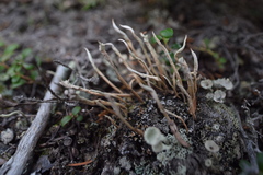 Cladonia ecmocyna