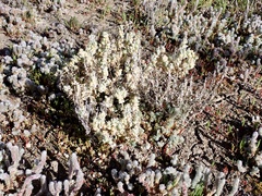 Atriplex lindleyi