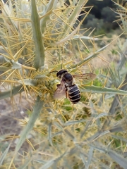 Megachile albisecta