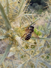 Megachile albisecta
