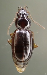 Trechus obtusus