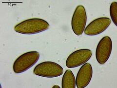 Leratiomyces cucullatus