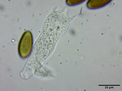 Leratiomyces cucullatus