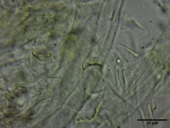 Leratiomyces cucullatus