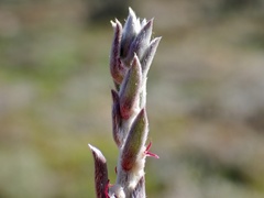 Malacocera tricornis