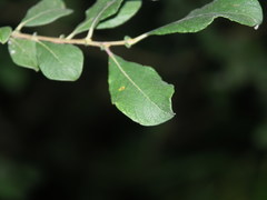 Salix aurita
