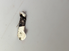 Trichophaga tapetzella