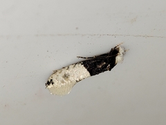 Trichophaga tapetzella