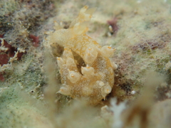 Bornella stellifera