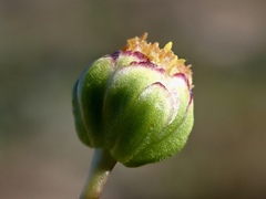 Brachyscome lineariloba