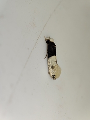 Trichophaga tapetzella