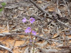 Thysanotus baueri