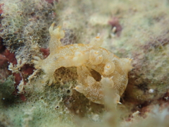 Bornella stellifera