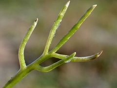 Brachyscome lineariloba