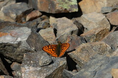 Boloria astarte