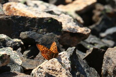 Boloria astarte