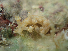 Bornella stellifera