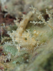Bornella stellifera