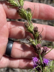 Liatris tenuis