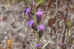 Liatris tenuis