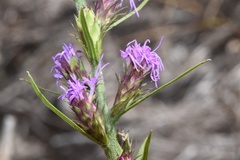 Liatris tenuis