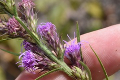 Liatris tenuis