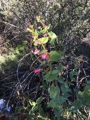 Penstemon pseudospectabilis