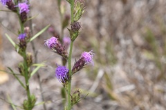 Liatris tenuis