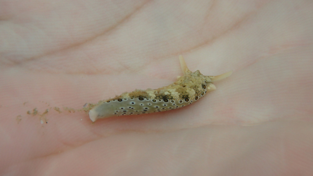 Photo of Ocellated plakobranchus (Plakobranchus ocellatus)