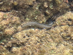 Gymnothorax pictus