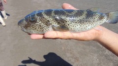 Sphoeroides annulatus