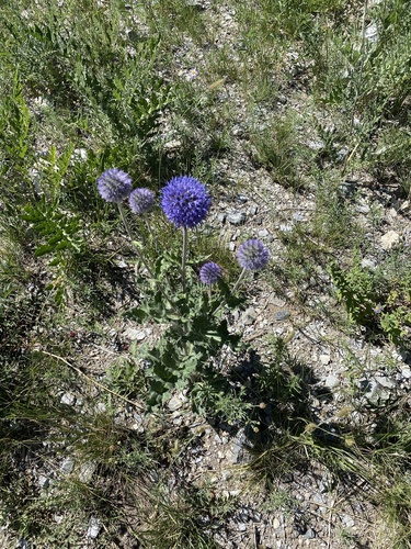 glandular globe-thistle